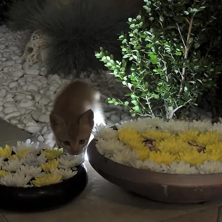 فندق Arcupintau فيلاّسيمِيوس